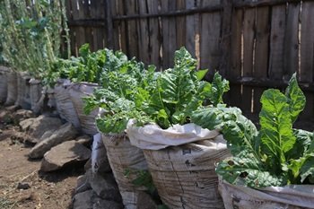 Setzlinge für die Agrarprojekte in Kenia